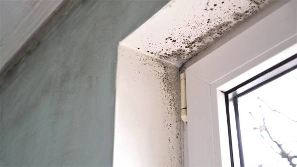 Best Mold Remediation for Specific Building Types in Louisville, CO